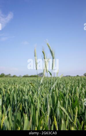 Campi di grano non maturato giovane vicino Canterbury in Kent Inghilterra Foto Stock