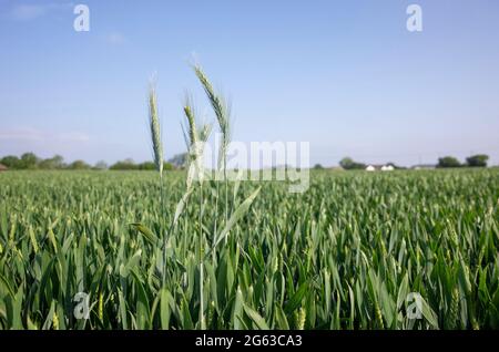 Campi di grano non maturato giovane vicino Canterbury in Kent Inghilterra Foto Stock