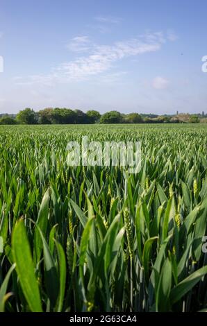 Campi di grano non maturato giovane vicino Canterbury in Kent Inghilterra Foto Stock