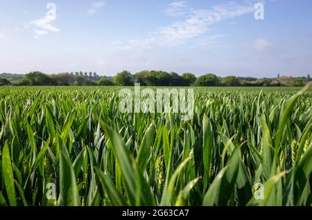 Campi di grano non maturato giovane vicino Canterbury in Kent Inghilterra Foto Stock