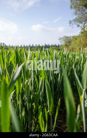 Campi di grano non maturato giovane vicino Canterbury in Kent Inghilterra Foto Stock