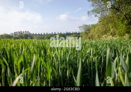 Campi di grano non maturato giovane vicino Canterbury in Kent Inghilterra Foto Stock