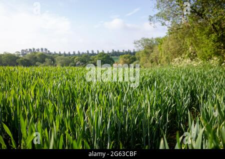 Campi di grano non maturato giovane vicino Canterbury in Kent Inghilterra Foto Stock