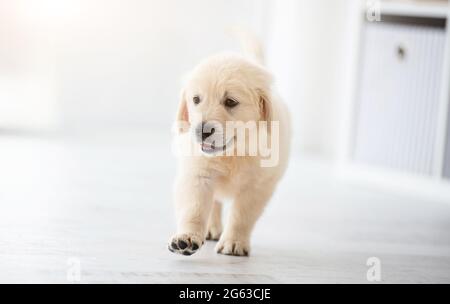 Simpatico cucciolo di Retriever in piedi sul pavimento in una stanza luminosa Foto Stock