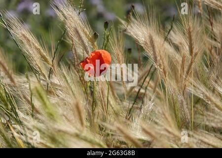 Papavero rosso tra orecchie di grano bilowing nella retroilluminazione Foto Stock