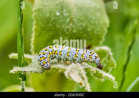 worm su una foglia che mangia, immagine ravvicinata. Foto Stock