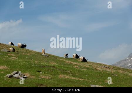 Mandria di capre Valais Blackneck in un prato alpino Foto Stock