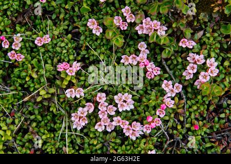 Piccoli fiori rosa e foglie verdi di azzurro alpino Foto Stock