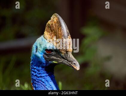 Cassowary, Casuarius casuarius, con piumaggio blu su sfondo sfocato, primo piano con ritratto Foto Stock