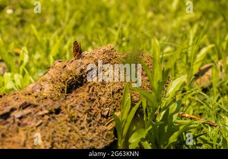 La farfalla poggia su un moncone durante una giornata di sole Foto Stock