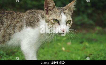 ritratto di un gatto che vagano all'aperto Foto Stock