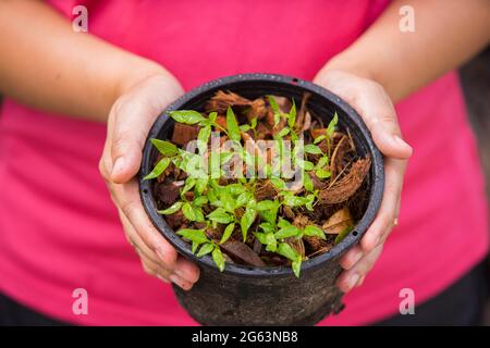 Mani della donna che tengono la pianta del peperoncino nel recipiente con la terra. Nei primi preparativi primaverili per la stagione del giardino. Foto Stock