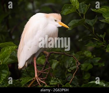 Cattle Egret arroccato al mattino presto Foto Stock