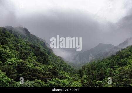 Mattina pioggia nebbia alle montagne di Myohyangsan in Corea del Nord Foto Stock