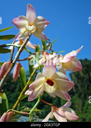 Orchidee su giardino tropicale, Dendrobium Foto Stock