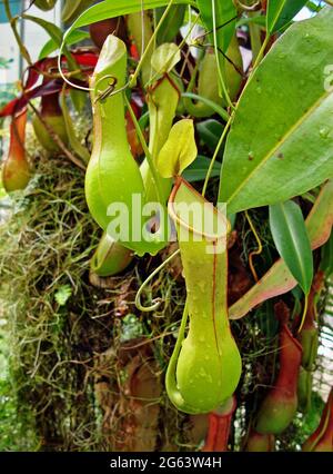 Nepenthes, pianta carnivora, pianta insettivora, Brasile Foto Stock