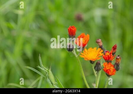 Primo piano di biancospino arancione con spazio di copia, chiamato anche Hieracium aurantiacum o habichtskraut Foto Stock