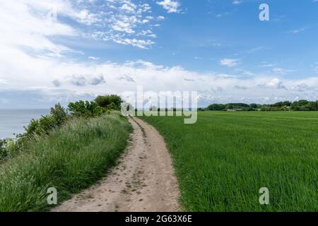 Una strada in ghiaia conduce attraverso campi di grano verde sulla costa con scogliere che cadono bruscamente in acqua Foto Stock