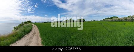 Un panorama di una strada in ghiaia conduce attraverso campi di grano verde sulla costa con scogliere che cadono bruscamente in acqua Foto Stock