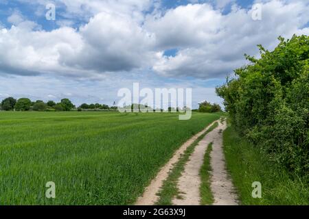 Una strada in ghiaia conduce attraverso campi di grano verde sulla costa con scogliere che cadono bruscamente in acqua Foto Stock