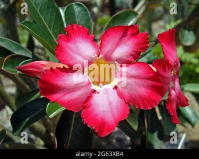 Rosa desertica (Adenium obesum) in giardino Foto Stock