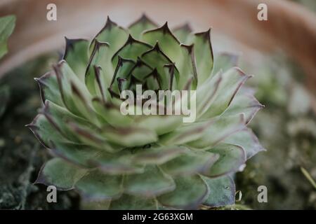 Primo piano di hooseleek su un piatto - grande per carta da parati Foto Stock