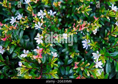 Piccoli fiori bianchi sul giardino (Cuphea gracilis) Foto Stock