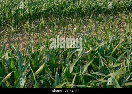 Luce solare che brilla attraverso foglie di mais verde (Zea mays). Campo agricolo di mais, vista dal basso. Foto Stock