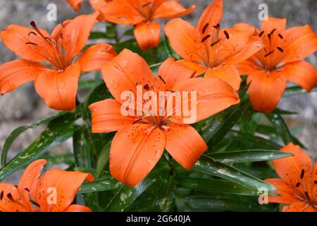 Fiori di giglio arancio (Lilium bulbiferum). Bouquet di fiori in un vaso da giardino. Foto Stock