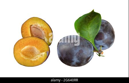 Due prugne isolate su sfondo bianco. Prugna intera e prugna tagliate con foglie e ossa. Frutta estiva dolce blu matura. Foto Stock