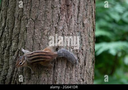scoiattolo di terra seberiano in olanda Foto Stock