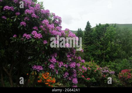 La vista verso le colline da un giardino nel Distretto dei Laghi Foto Stock