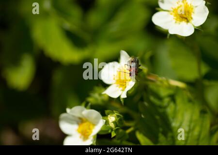 insetti su fiori di fragola, fiori bianchi di fragola e foglie verdi Foto Stock