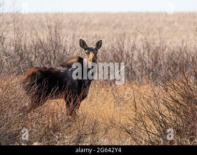 Wild Moose Saskatchewan femmina in scena Prairie Foto Stock