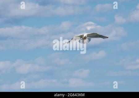 Un gabbiano che si eleva attraverso un cielo parzialmente nuvoloso. Foto Stock