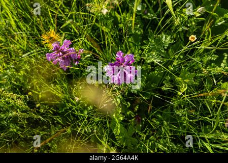 Primo piano viola brillante floreale sfondo naturale fiori selvatici che crescono nel prato in una giornata di sole Foto Stock