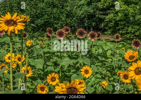 Diverse varietà di girasoli colorati in fiore in un campo agricolo in un caldo pomeriggio di sole in estate Foto Stock