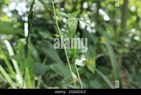 Un ragno giallo succhia linfa da una mosca catturata in una rete di ragno fatta piegando una foglia verde su una vite Foto Stock