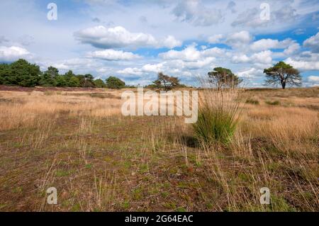 Paesaggio nel Parco Nazionale De Hoge Veluwe, Paesi Bassi Foto Stock