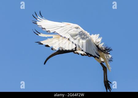 African Sacred Ibis (Threskiornis aethiopicus) Flying Leidam, Montagu, Capo Occidentale, Sud Africa Foto Stock