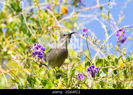 Femmina Meridionale Bird di sole doppio-colato (Cinnyris chalybeus chalybeus) aka Lesser Doulde-collarred Bird di sole foraging per nettare su Duranta erecta Foto Stock