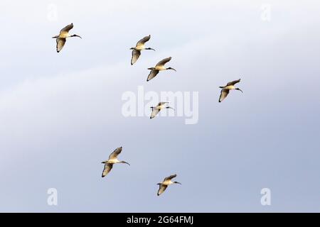 Flock of African Sacred Ibis (Threskiornis aethiopicus) volare al tramonto, Capo Occidentale, Sud Africa Foto Stock