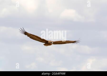 Bateleur Eagle (Terathopius ecaudatus) giovani in volo, Kgalagadi Tranfrontiera Park, Kalahari, Capo del Nord, Sud Africa. Questa specie è liste Foto Stock
