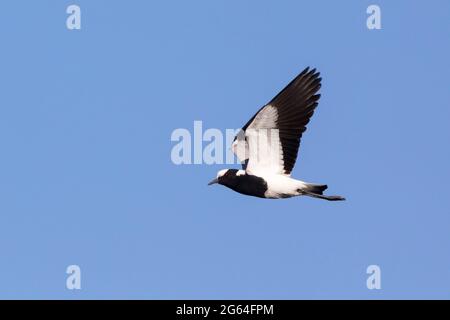 Fabbro Lapwing / Blacksmith Plover (Vanellus armatus) in volo, Capo Occidentale, Sud Africa Foto Stock