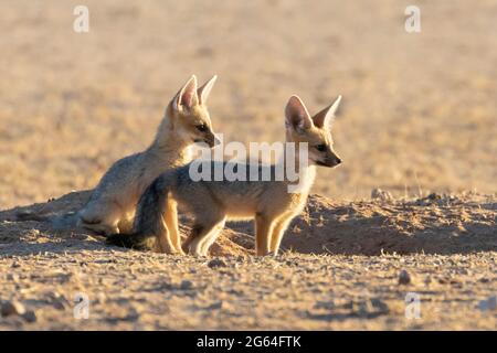 Cape Fox (Vulpes chama) due kit in attesa di madre al den, Kalahari, Capo del Nord, Sud Africa all'alba aka cama volpe o argento-backed volpe, Foto Stock