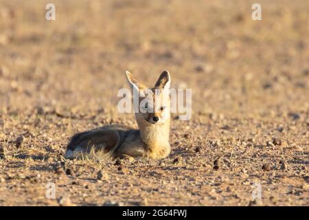 Cape Fox vixen (Vulpes chama) aka cama volpe o argento-backed volpe, Kalahari, Capo del Nord, Sud Africa all'alba Foto Stock