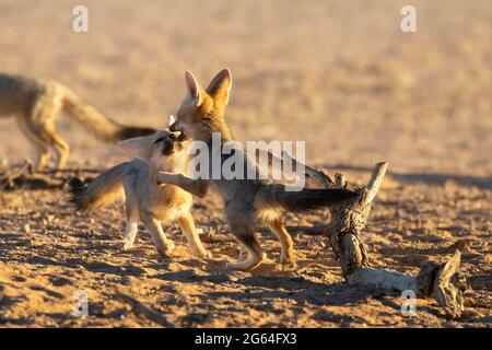 Due divise di Cape Fox o cuccioli che giocano, (Vulpes chama) aka la volpe di cama o la volpe argentata-backed, Kalahari, Capo del Nord, Sud Africa all'alba Foto Stock