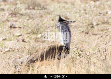 Kori Bustard (Ardeotis kori) , Kalahari, Capo del Nord, Sudafrica Foto Stock
