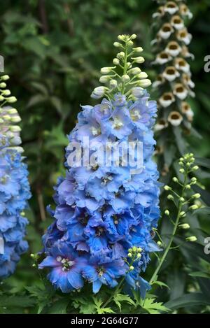 Gruppo di fiori blu larkspur (delfinio, consolida) Foto Stock