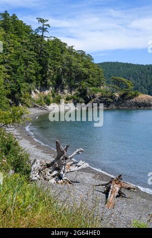 Una tranquilla baia con driftwood su una spiaggia di ciottoli nel Pacifico nord-occidentale. La foresta verde profonda copre il promontorio e si avvicina alla spiaggia sottostante Foto Stock